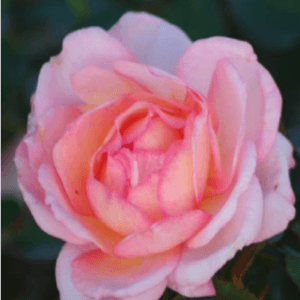 Vrtnica Trubar (grmasta, odporna slovenska sorta)