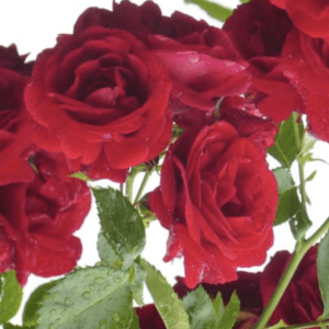 Vrtnica Paul's Scarlet (vzpenjalka, odporna)