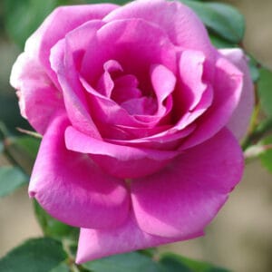 Vrtnica Eminence (čajevka, veliki polni cvetovi, odporna)