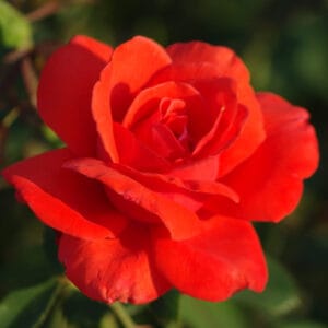 Vrtnica Galia (čajevka, obstojni cvetovi, odporna)