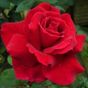 Vrtnica Mr. Lincoln (čajevka, žametno rdeča, odporna)