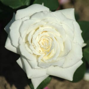 Vrtnica Tineke (čajevka, veliki obstojni cvetovi, odporna)