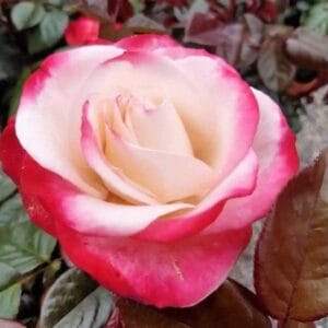 Vrtnica Nostalgie (čajevka, odporna)