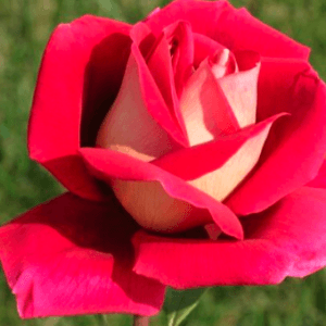 Vrtnica Kronenburg (čajevka, veliki cvetovi)