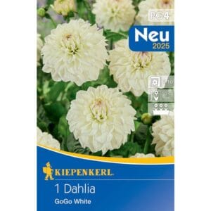 Dalija GoGo White, Kiepenkerl (Dahlia x Hybrida)