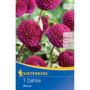 Dalija Rocco, Kiepenkerl (Dahlia x Hybrida)