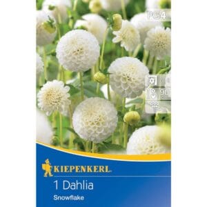 Dalija Snowflake (Dahlia x Hybrida)