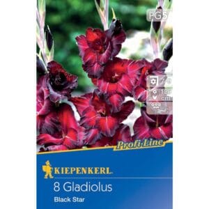 Gladiola Black Star, Kiepenkerl (Gladiolus x Hybrida)