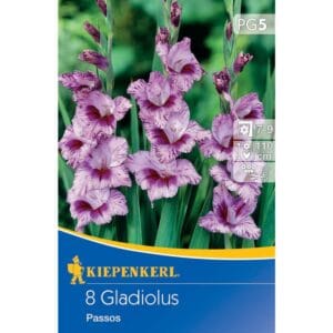 Gladiola Passos, Kiepenkerl (Gladiolus x Hybrida)