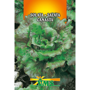 Seme Solata Canasta VMS (krhkolistna, celoletna)