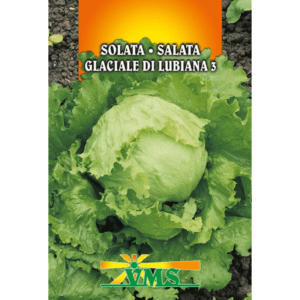 Seme Solata Glaciale di Lubiana 3 VMS (ljubljanska ledenka, krhkolistna)
