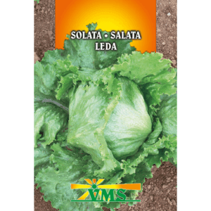 Seme Solata Leda VMS (krhkolistna, glavnata)