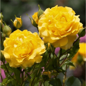 Vrtnica Golden showers (vzpenjalka, bakreno rumena)