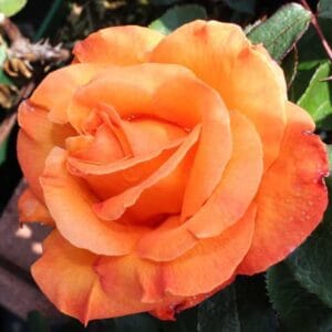 Vrtnica Doris Tyserman (čajevka, živahno oranžna, srednje odporna)