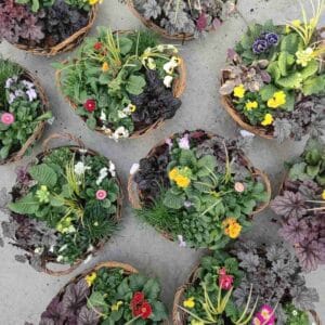 Nasad "Pomladna fantazija" (cvetje & trajnice v pleteni košari)