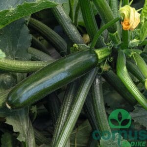 Bučke Lugano F1 (cukini)