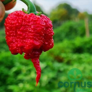 Čili Carolina Reaper (izjemno pekoč)