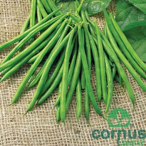 Fižol Pike (nizek zelen stročji)