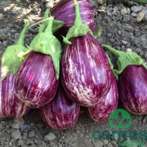 Jajčevec Cremisia F1 (pozni, odporen)