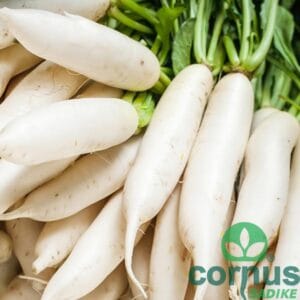 Japonska redkev ali daikon (pivska repa)