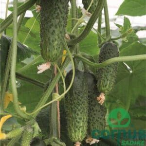 Kumare Ardia F1 (za vlaganje)