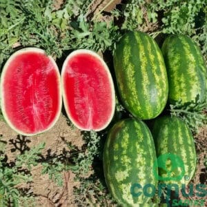 Lubenica Maddalena F1 (zgodnja)