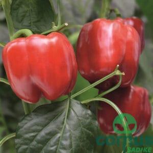 Paprika Chayka F1 (kompaktna, odporna)