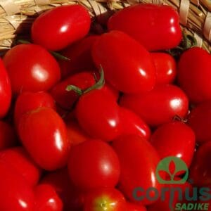 Paradižnik Lilly F1 (dateljev, srednje pozni)