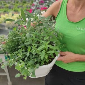 XXL Miks zelišč v posodi  (sezonska mešana zelišča)