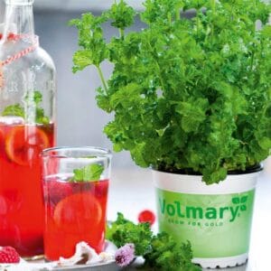 Meta Limo (meta za limonade)