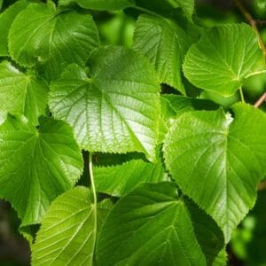 Lipa Tilia Cordata (malolistna lipa)