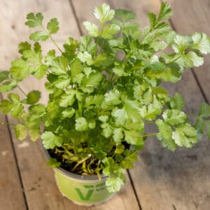 Koriander Caribe (Coriandrum sativum)