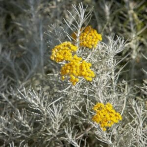 Laški smilj (Helichrysum angustifolium)