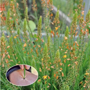 Mačji rep Medicus® (Bulbine frutescens)
