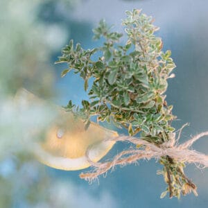 Citronski Timijan Summerdreams® (Thymus citriodorus)