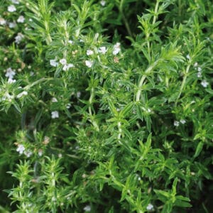 Trajni šetraj Bolero (Satureja montana)