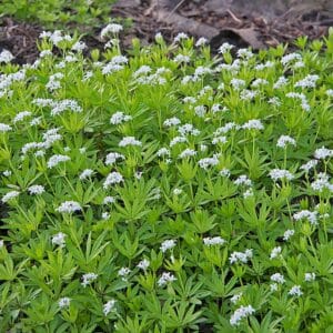 Dišeča perla Sterntaler (dišeča lakota, Galium odoratum )