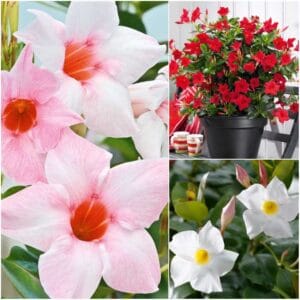 Dipladenija Sundavilla - Mandevilla (za sončne lege, več barv)