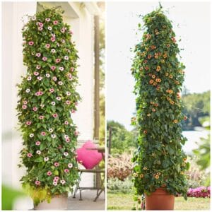 Črnooka Suzana Sunny Suzzy® (Tunbergija, plezalka)