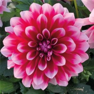 Dalija Lubega® Power Burgundy & white (Dahlia x hortensis)