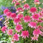 echinacea pink double delight