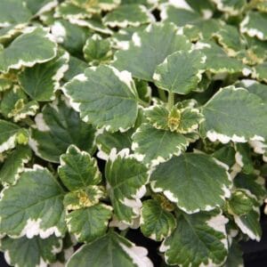 Moljevka Variegatum (Plectranthus fruticosus)