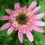 pink double