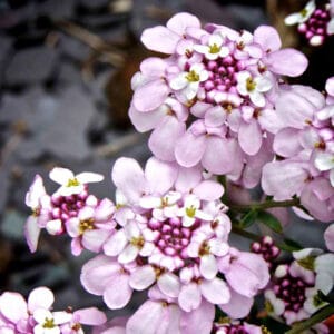 Iberis x sempervirens - Grenik (medovita trajnica)