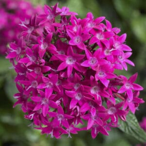 Pentas x Lanceolata Graffiti® (več barv)