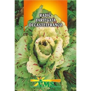 Seme Radič Variegata di Castelfranco VMS (srednje zgodnji)