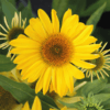 Classic Deep Yellow