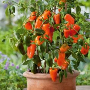 Paprika Lubega® (Mini paprika, odporna, za korita & visoke grede)