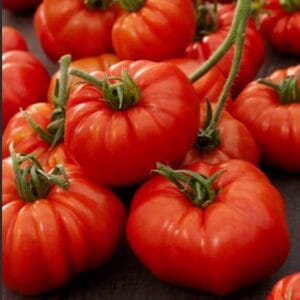 Paradižnik Marsala Red, CEPLJEN (mesnati, tip Marmande)
