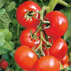 Paradižnik Phantasia F1 (odporen grapolo, za gojenje na prostem)